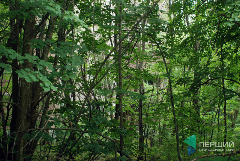 Покинута будівля в місті Прип'ять, яку заступають дерева