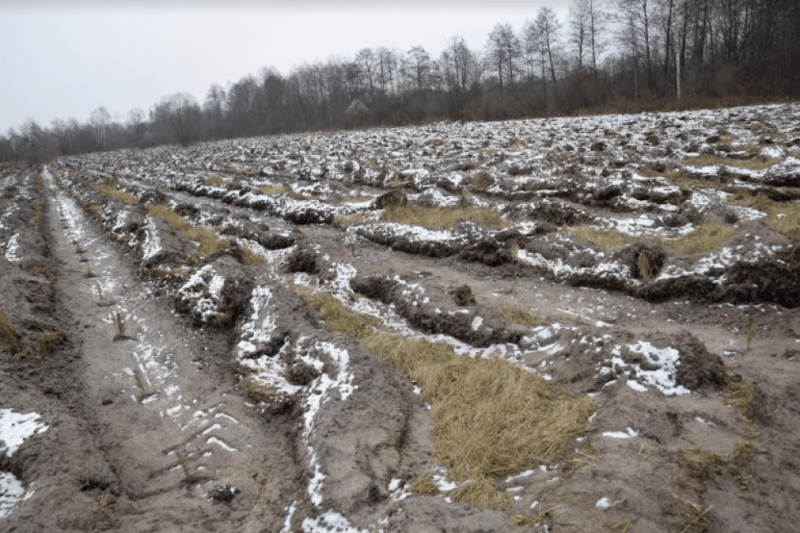 Підготовлена ділянка