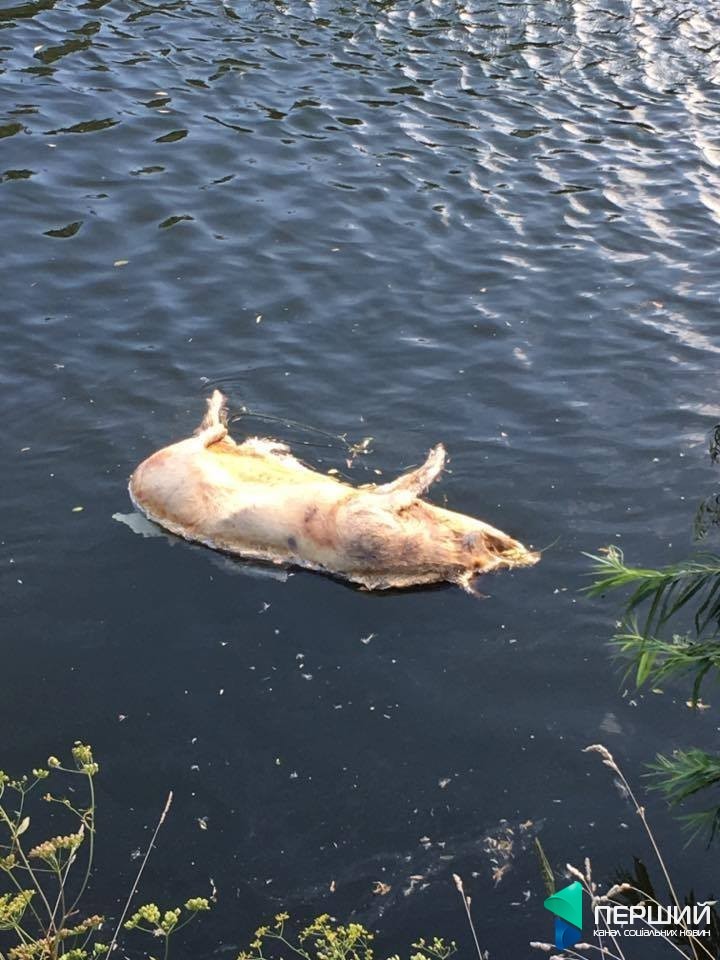 Свиньи в реке Свиньи в реке