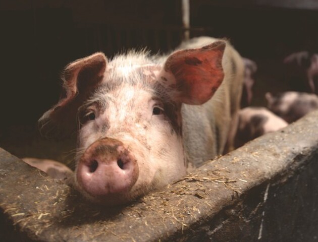 На Волині зафіксували випадок африканської чуми свиней