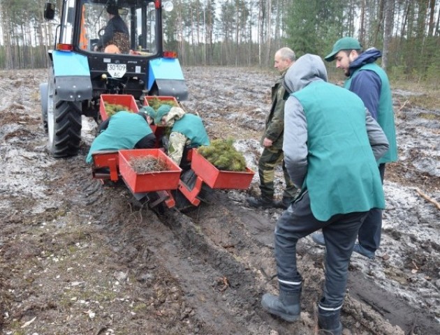 Волинським лісникам садити ліс допомагає диво-машина. ФОТО