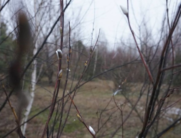 Знову весна: у волинському містечку зацвіли «котики». ФОТО