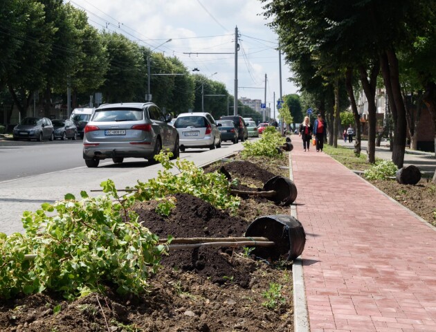 У Луцьку на проспекті Волі планують висадити  170 дерев і близько 4000 кущів