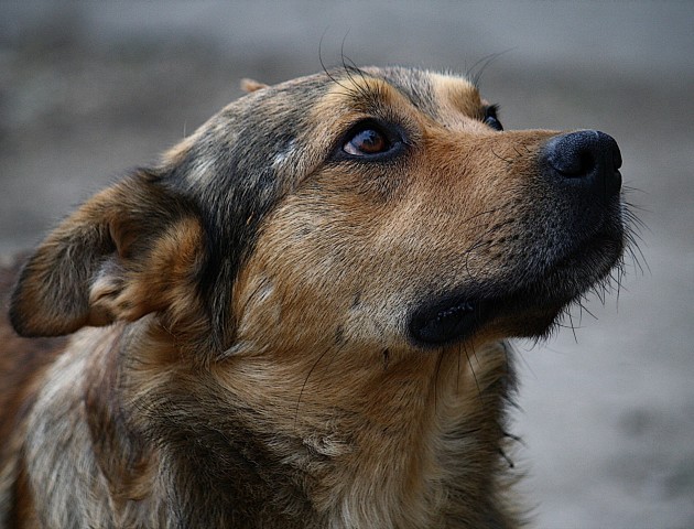 Ковдри, миски, ліки і корм: у Луцьку збирають допомогу для бездомних тварин