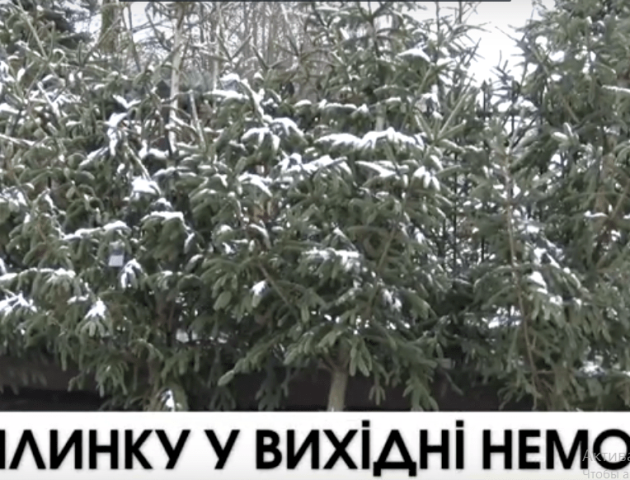 У Нововолинську віддати ялинку в пункт прийому не так вже й легко. ВІДЕО