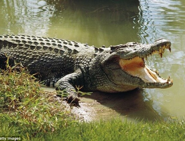Луцькі депутати задумались про крокодилів. ВІДЕО