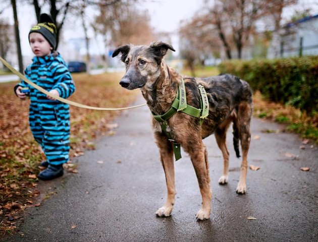 Набрала 12 кг, знає команди і шукає господаря: як почувається врятована собака Белла