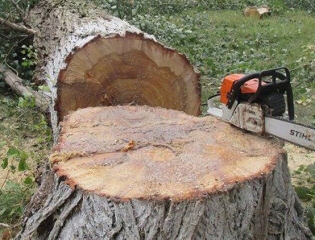На Волині загинув чоловік, який хотів самовільно зрізати дерево