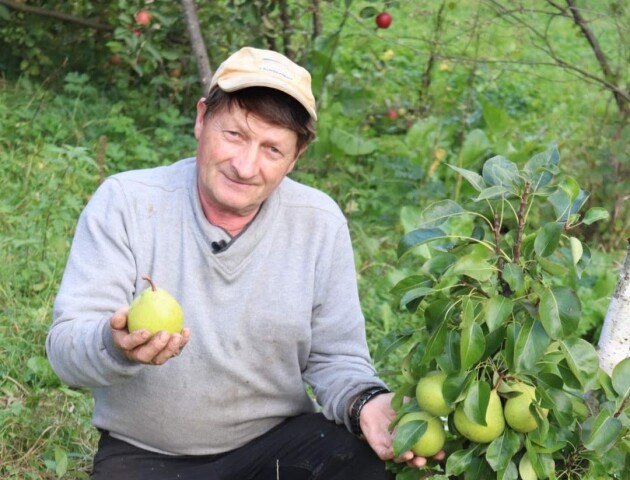 З одного дерева садівник з Волині збирає понад 100 кілограмів яблук