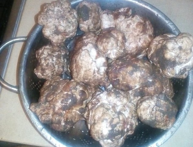 На Тернопільщині чоловік назбирав 3 кілограми грибів трюфелів. ФОТО
