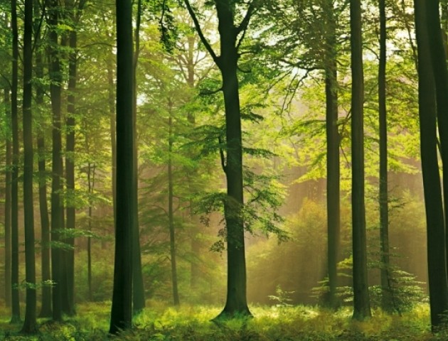 Україна стає лісодефіцитною державою