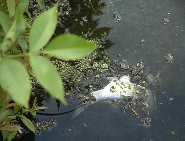 У центральному парку Луцька загинула риба. ВІДЕО
