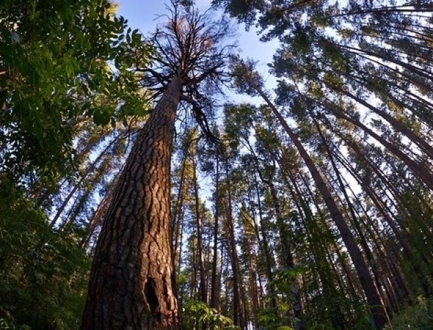 Волинські лісівники звітують про рекорди лісопосадки. ВІДЕО