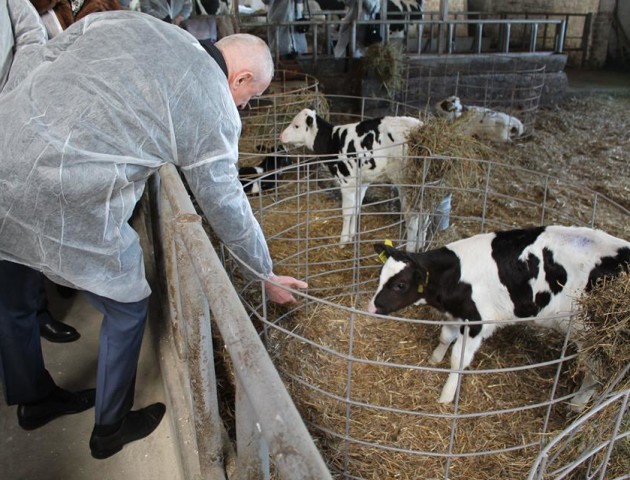 Техніка будить худобу, годує і доїть: на Волині відкрили сучасний молочний комплекс. ФОТО