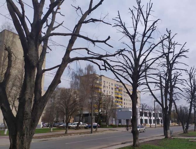 У Луцьку вирішували, як покращити кронування дерев в місті