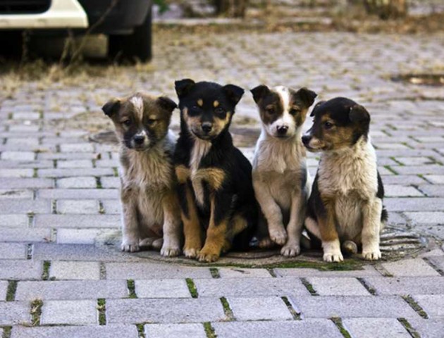 «Стерилізували - і назад на вулицю»: що у Луцьку робитимуть з безпритульними собаками