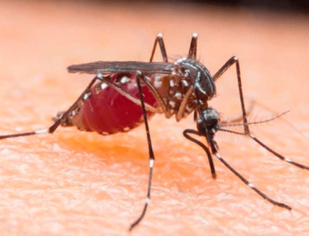 В Україні зафіксували випадок малярії