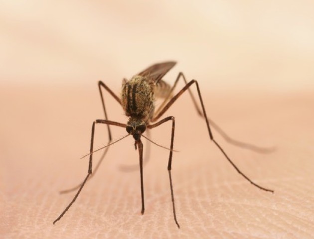Вчені з'ясували, яких людей найчастіше кусають комарі