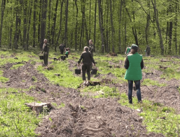 На Волині провели лісокультурну кампанію. ВІДЕО