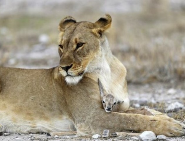 Левиця почала виховувати маленьку антилопу після загибелі своїх дитинчат. ФОТО