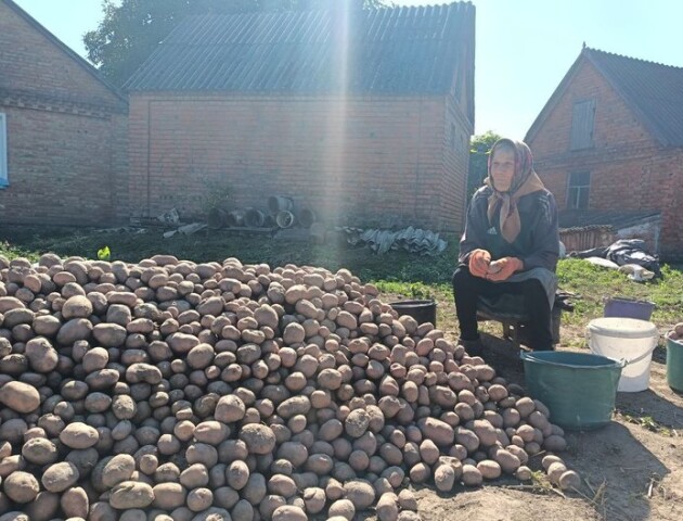 Волинські фермери розповіли, який урожай картоплі очікують цьогоріч