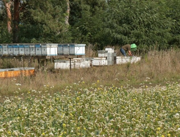 На Волині пасічник тримає на засіяних сидератами полях 140 бджолиних сімей: що кажуть аграрії