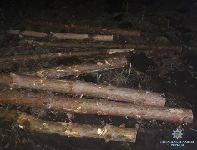 На Волині поліція оперативно викрила крадіїв деревини. ФОТО