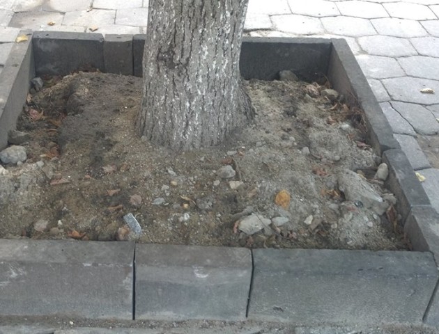 У центрі Луцька будівельним сміттям присипали корені дерев. ФОТО
