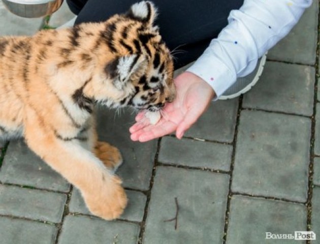 Їсть кашу з молочком: розповіли, як живе тигреня в Луцькому зоопарку. ФОТО