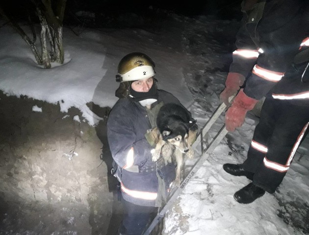 У Боголюбах рятувальники визволили з ями собаку