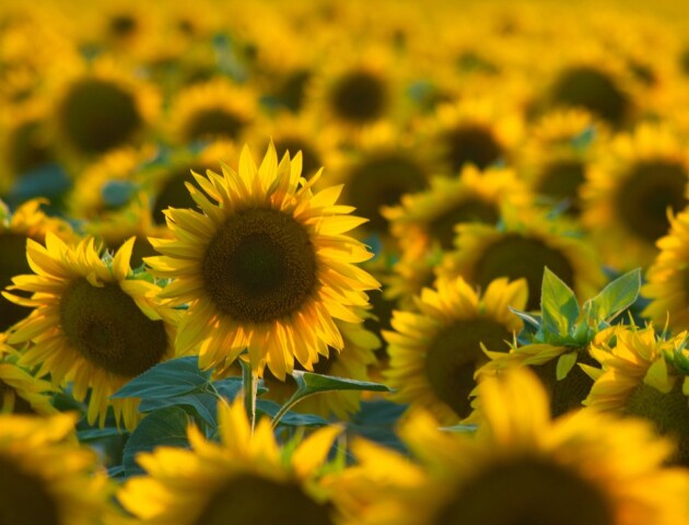 Понад 40 тисяч гектарів соняшників вирощують аграрії на Волині