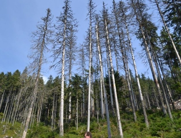 Вперше за три роки: волинські ліси почали менше всихати від шкідника