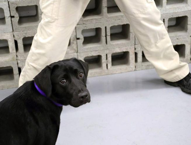 У США звільнили собаку, яка відмовлялася шукати вибухівку і «просилася на ручки»