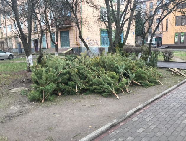 У Луцьку посеред вулиці залишили непродані сосни