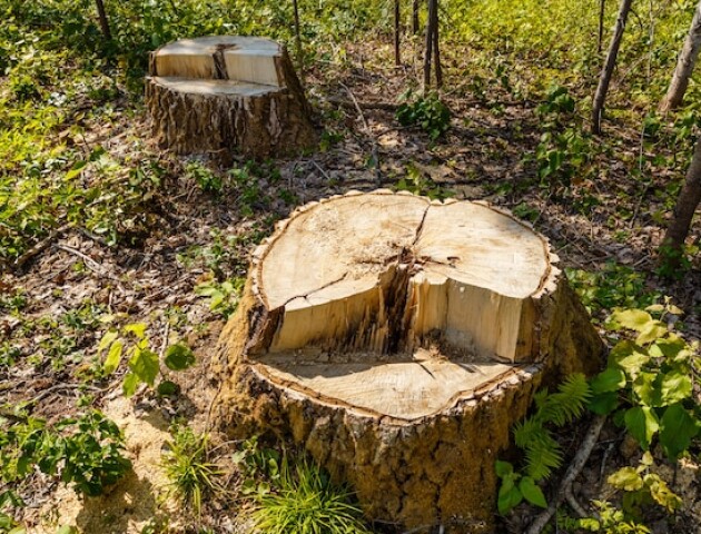 Волинянин незаконно зрубав дерев на 170 тисяч гривень