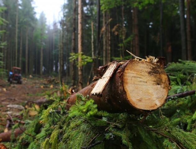 Волинян просять повідомляти про незаконні порубки лісу