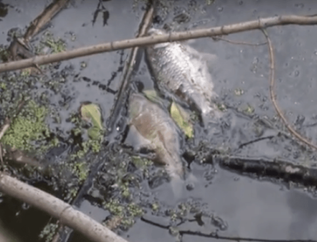 Екологи не знають, чому на ставку в Луцьку загинула риба