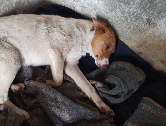 Були ледве живі: на Волині з криниці врятували двох собак, яких викинула туди сторож ферми