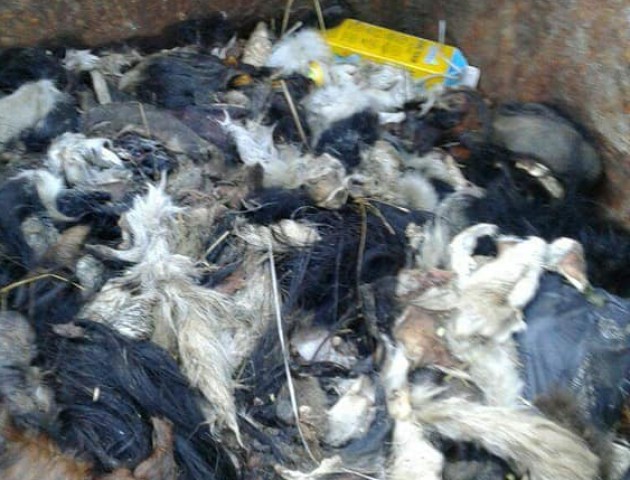 У Луцьку невідомі завалили сміттєвий контейнер гнилими шкірами тварин