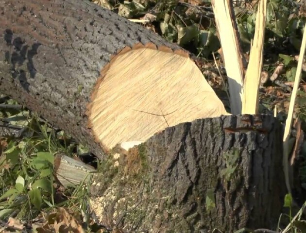 На Волині через падіння дерева загинув працівник лісгоспу
