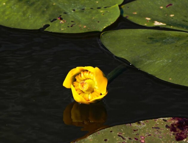 На Шацьких озерах росте одна із найстаріших рослин планети