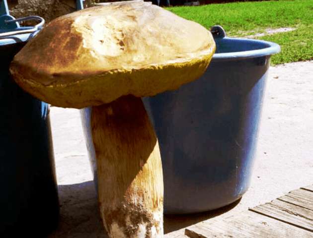 Відро замале: на Волині знайшли гігантського гриба. ФОТО