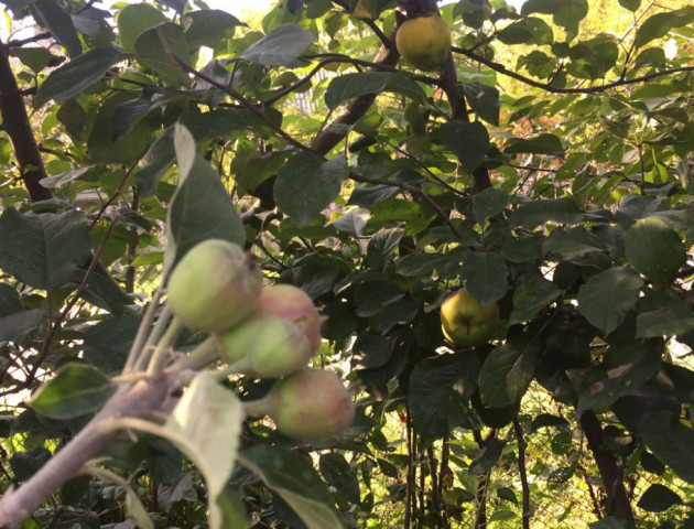 Аномалія природи: на Волині вдруге за рік родить яблуня. ФОТО