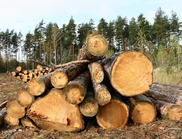 Лісник дозволив незаконну вирубку дерев на мільйон, а отримав штраф – 10 тисяч