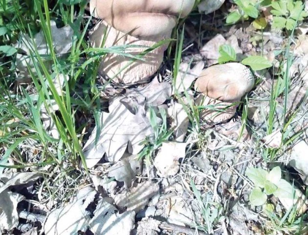 Волиняни знайшли у лісі білі гриби. ФОТО