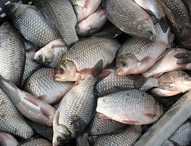 Волинянам нагадали про заборону вилову риби на період нересту