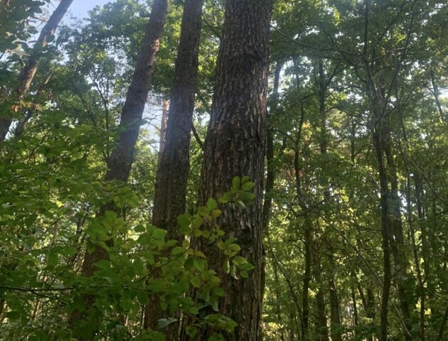 Хотіли зрубати 325 здорових дерев. Судитимуть трьох волинських лісівників