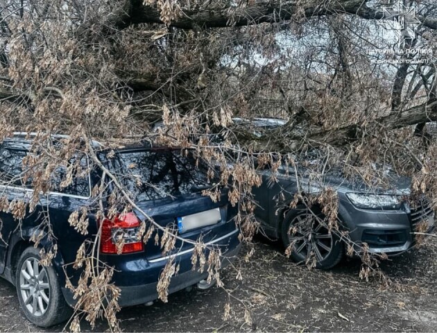 У Луцьку через негоду дерева потрощили автомобілі. ФОТО