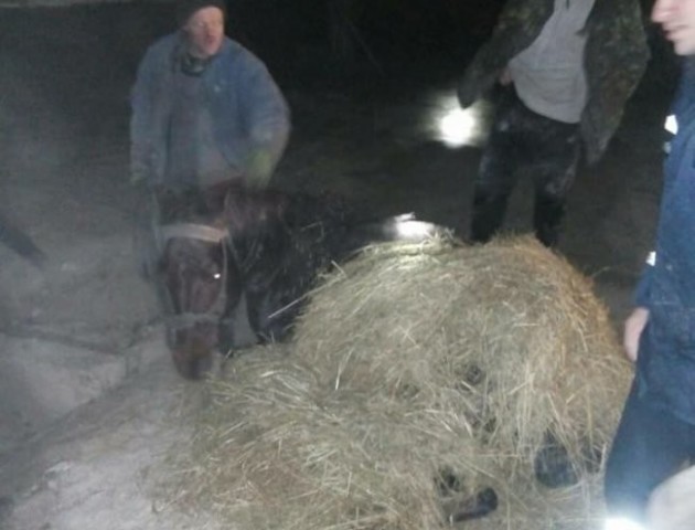 На Волині врятували коня, який впав у глибоку яму. ФОТО