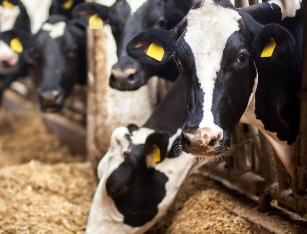 Лікування – немає: у восьми волинських селах виявили лейкоз в корів